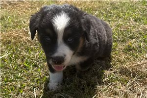 Bennett - Miniature Australian Shepherd for sale
