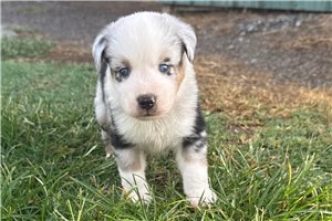Beth - puppy for sale