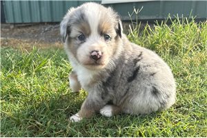 Bessie - puppy for sale