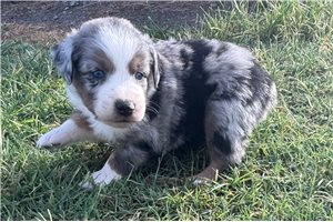 Becks - puppy for sale