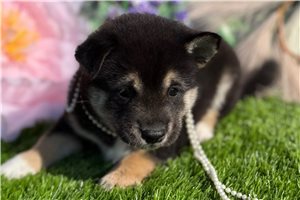 Samuel - Shiba Inu for sale