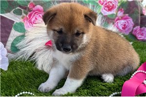 Donovan - puppy for sale