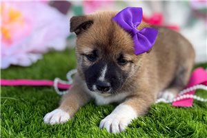 Destiny - Shiba Inu for sale