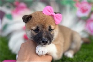 Delta - Shiba Inu for sale