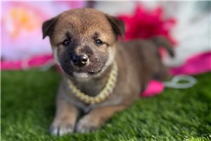 Dash - Shiba Inu for sale