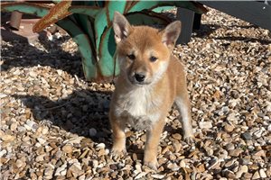 Ira - puppy for sale