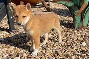 Indigo - puppy for sale