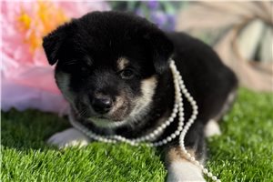 Sebastian - Shiba Inu for sale