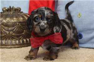 Nuggs - Mini Dachshund for sale
