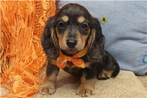 Sylvester - Dachshund, Mini for sale