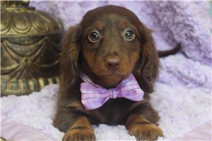 Ruthie - Dachshund, Mini for sale