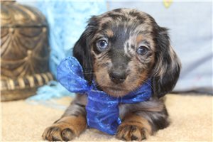 Newbert - puppy for sale