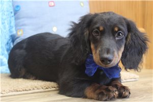 Elam - puppy for sale