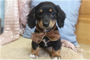 Flora - Dachshund, Mini for sale