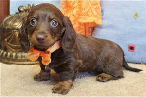 Monroe - Mini Dachshund for sale