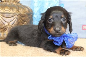 Frankie - puppy for sale