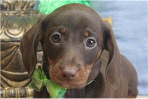 Romelo - Dachshund, Mini for sale