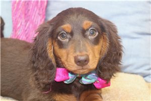 Blair - Dachshund, Mini for sale