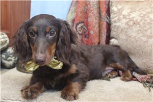 Beckett - Dachshund, Mini for sale