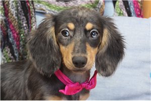 Callie - Mini Dachshund for sale