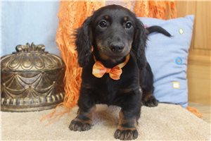 Frankie - Mini Dachshund for sale