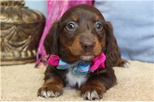 Carrie - puppy for sale