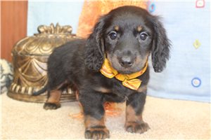 Frankie - Dachshund, Mini for sale