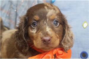 Ronnie - Dachshund, Mini for sale