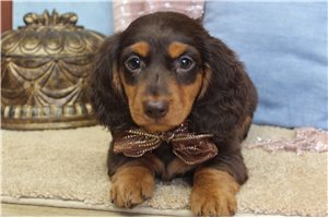 Blair - Dachshund, Mini for sale