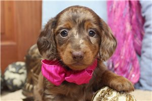 Callie - Mini Dachshund for sale