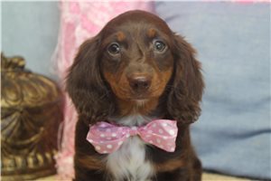 Carrie - Dachshund, Mini for sale