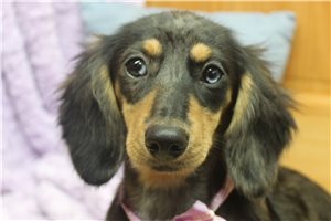 Callie - Mini Dachshund for sale