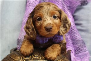 Bitsy - puppy for sale