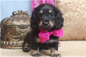 Delilah - Dachshund, Mini for sale