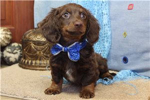 Monroe - Dachshund, Mini for sale