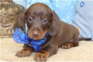 Romelo - puppy for sale