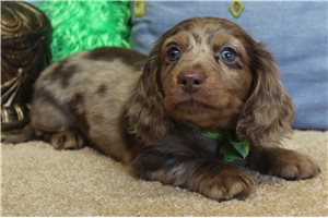 Forrest - puppy for sale