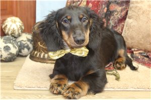 Elam - Mini Dachshund for sale