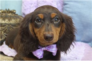 Blair - Dachshund, Mini for sale