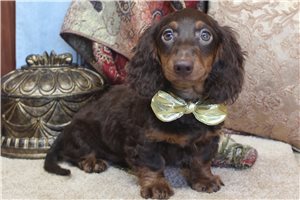 Beckett - puppy for sale