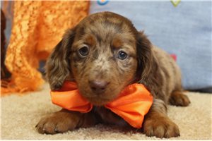 Charlie - puppy for sale