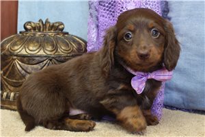 Marie - Dachshund, Mini for sale