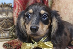 Callie - Dachshund, Mini for sale
