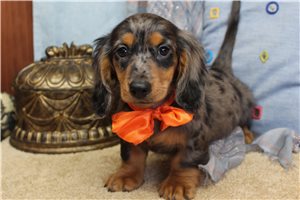 Sylas - Dachshund, Mini for sale