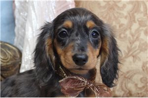 Camden - Dachshund, Mini for sale