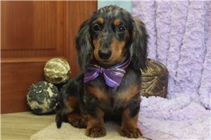 Camden - puppy for sale