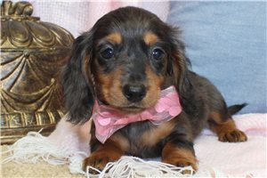 Camden - puppy for sale