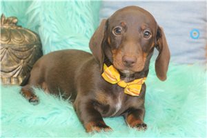 Romelo - Mini Dachshund for sale