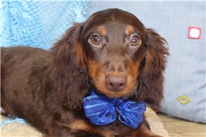 Beckett - Dachshund, Mini for sale