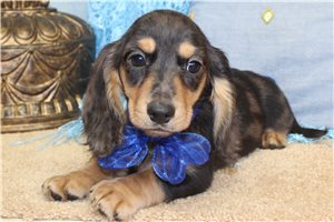 Sylvester - Dachshund, Mini for sale